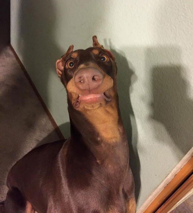 Прикольные животные