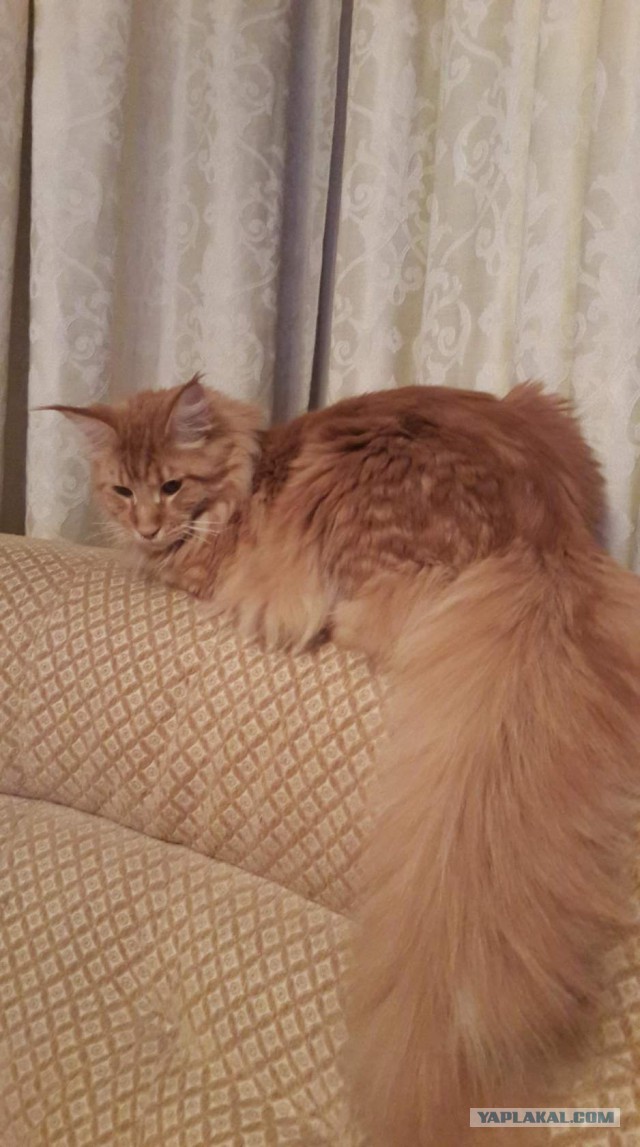 Уже лев или еще кот?
