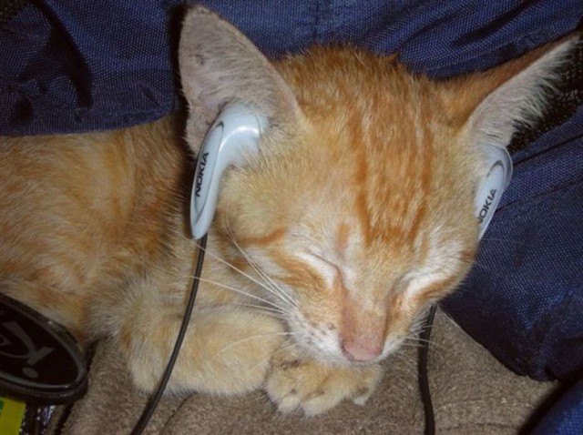 Коты из сети