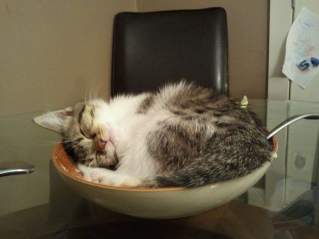 Коты и Кошки