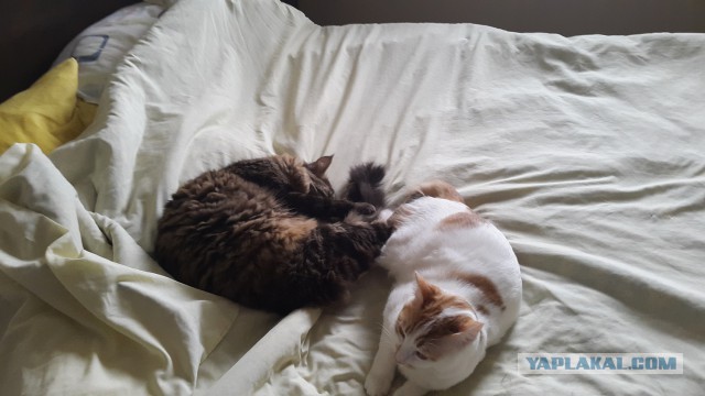 Котовторник 16.05.2017