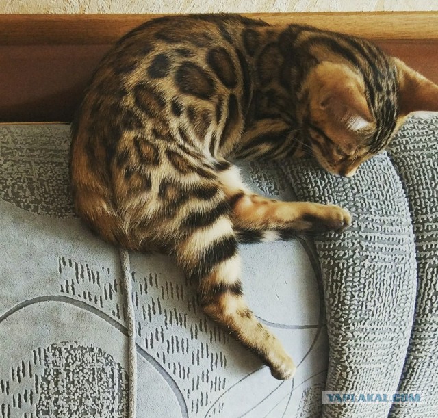 Котовторник 18.07.2017