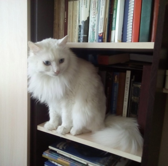 Котовторник 1.08.17