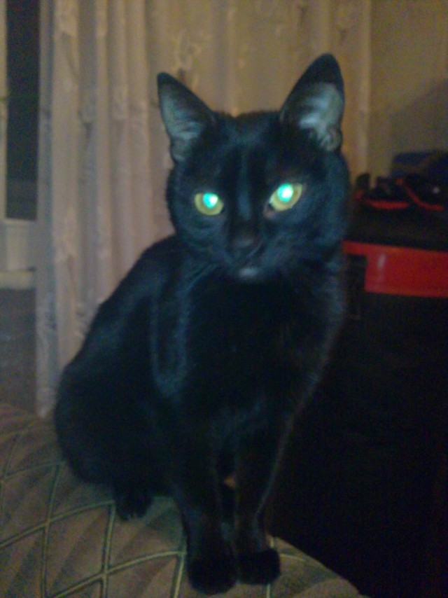 Коты и Кошки