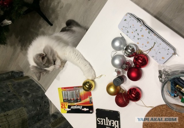 Котовторник  05.12.2017