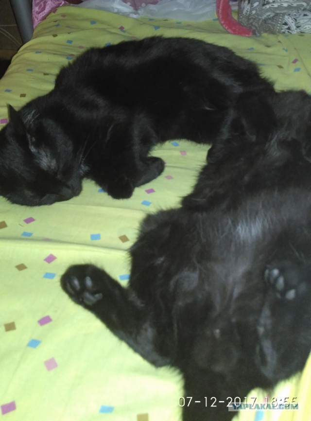 Котовторник 12.12.2017