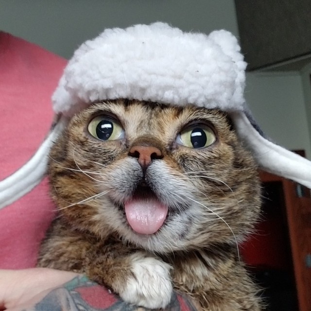 Котовторник!