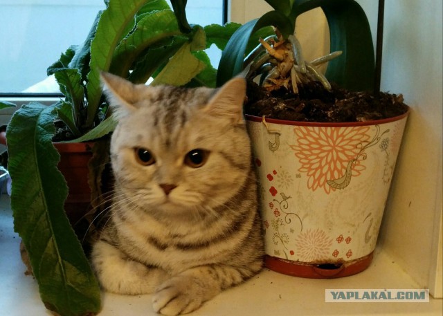 Котовторник 02.01.2018