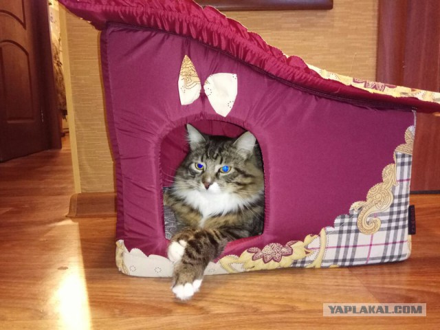 Котовторник 16.01.2018