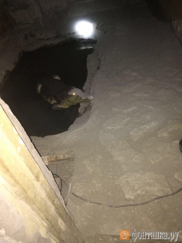 В Петербурге в подвале дома замечен крокодил