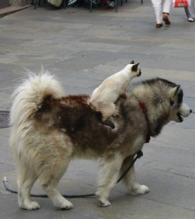 Живность из сети
