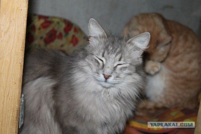Мой личный "Котоленд" 120