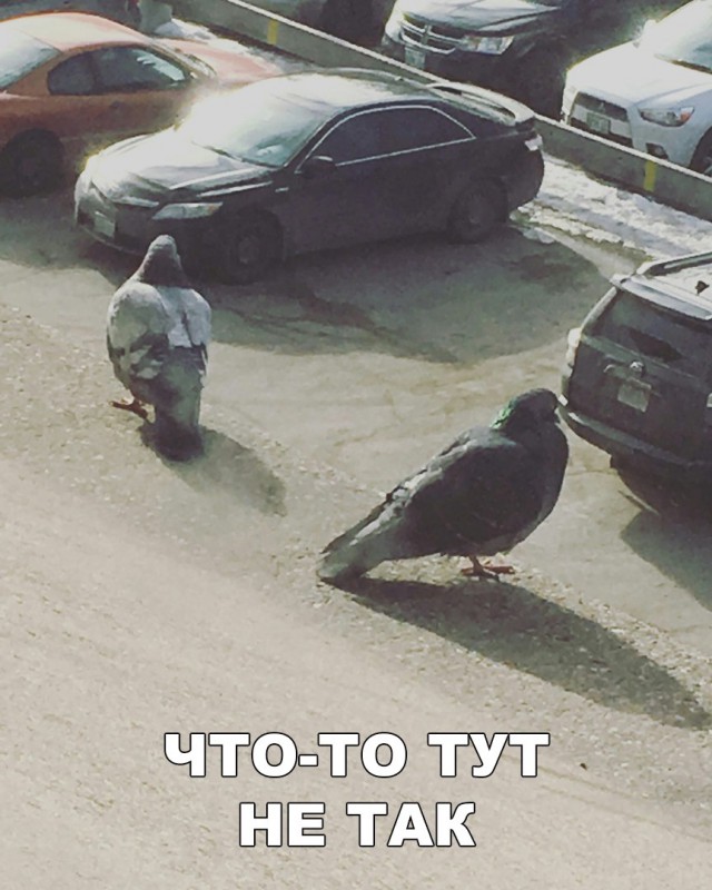 Прикольные картинки обо всём