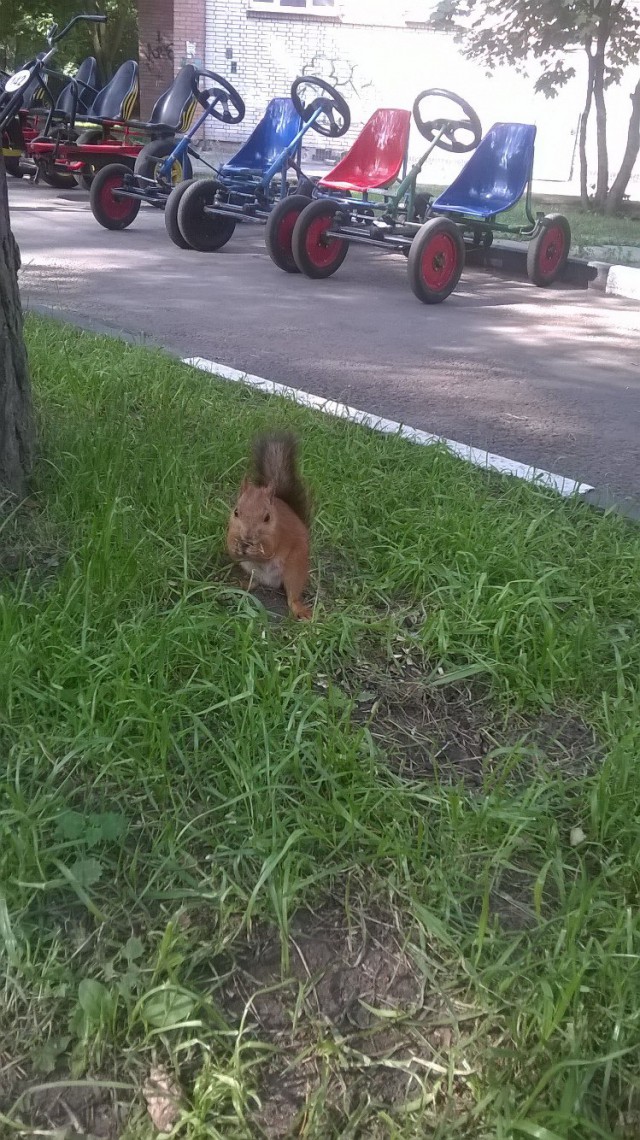 Живность из сети