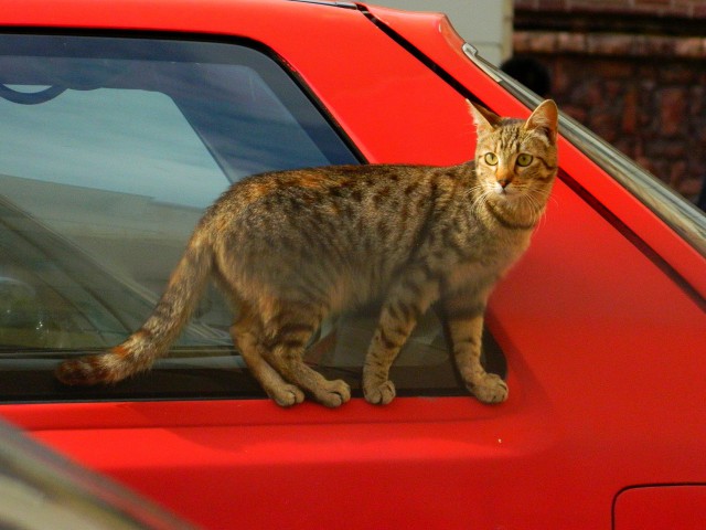 Котовторник  12.06.2018