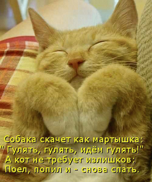 Котовторник (06.01)