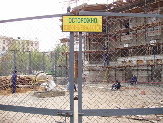 Лента прикольных картинок