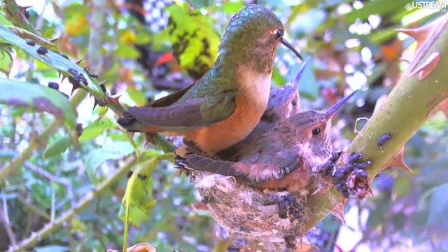 Вебка у гнезда колибри