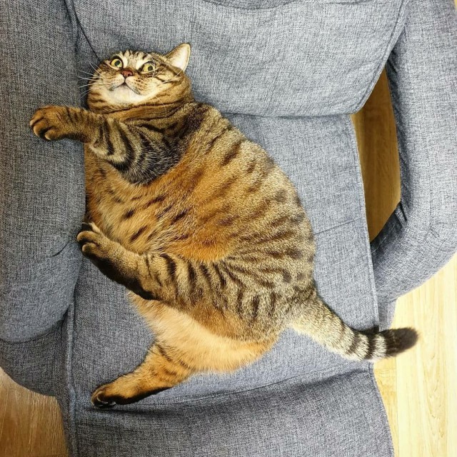 Прикольных котов пост