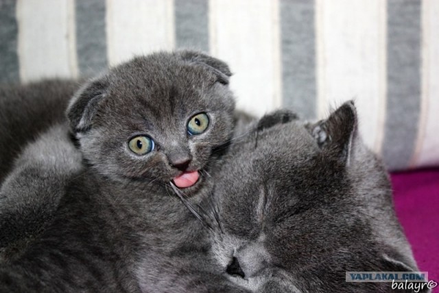 Котовторник! 13.03.2012