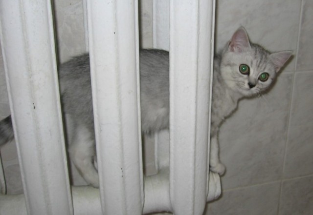 Котовторник 17.04.2012