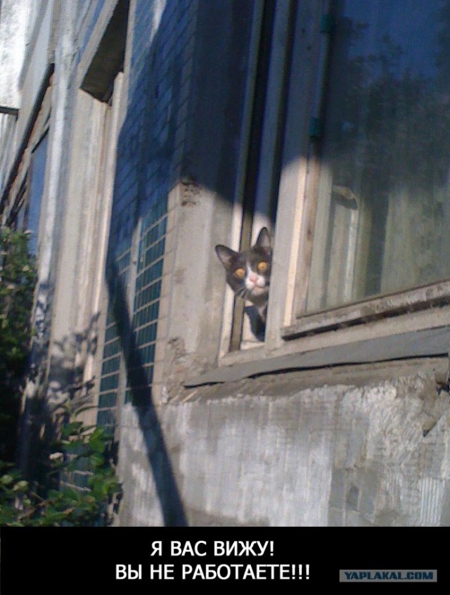 Шок, это по нашему!