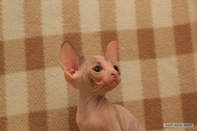 Сфинксики...