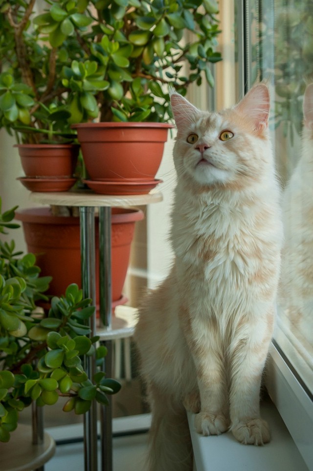 Котовторник ! (12.03.19)