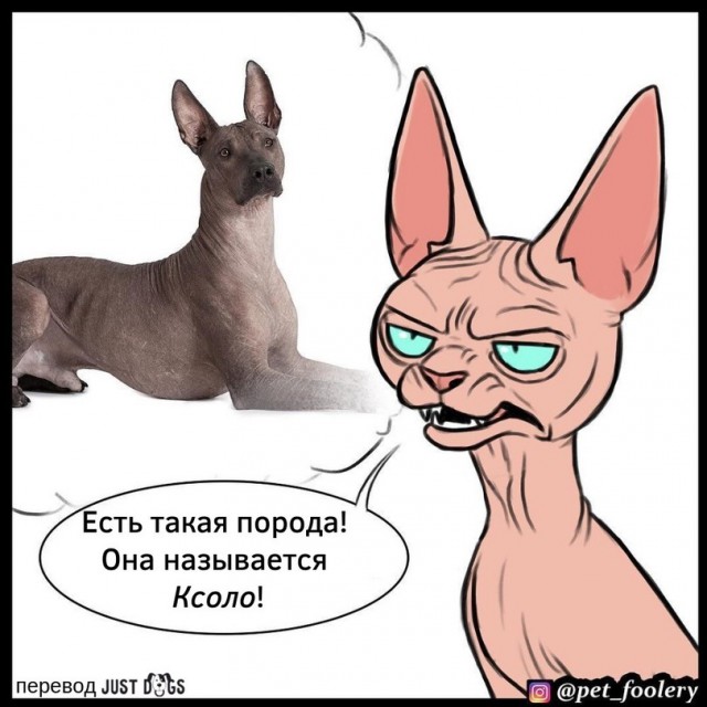 Бруд и Пикси