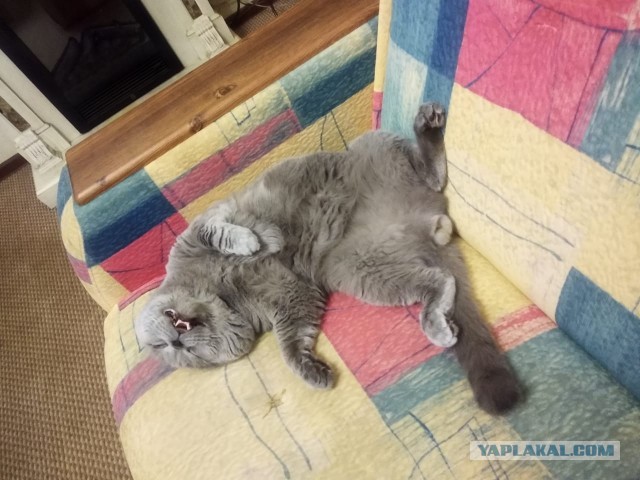 Котовторник