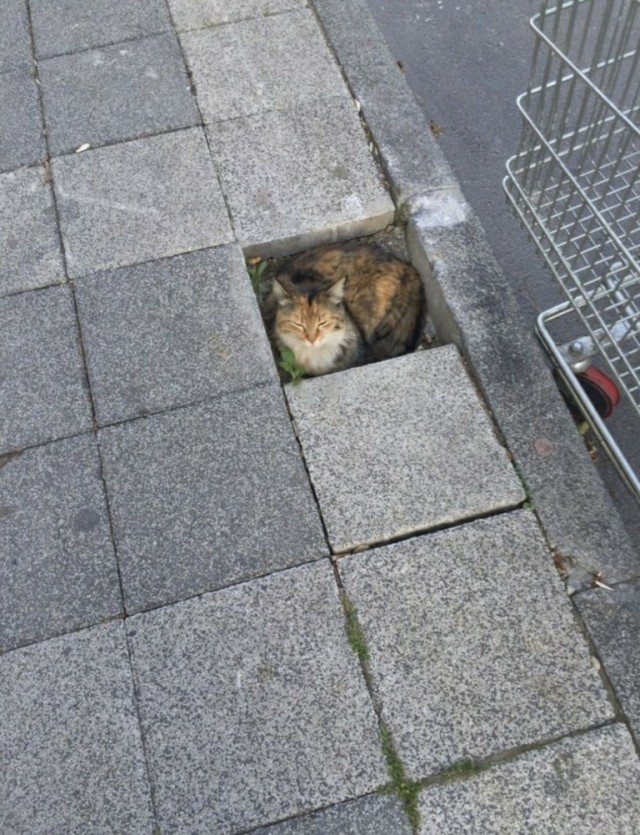 Живность из сети