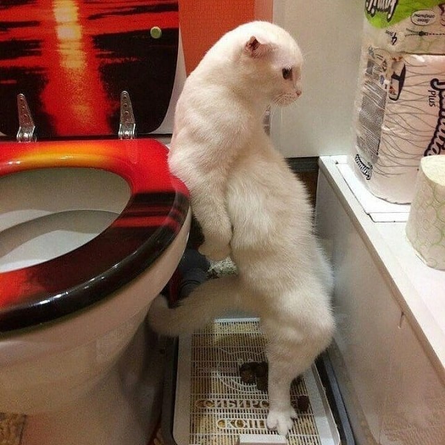 Странные фотки котеек