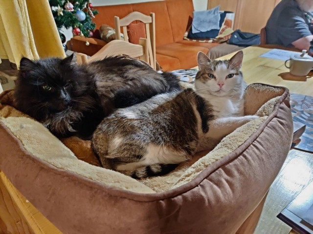 Коты из сети