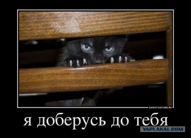 Игравший кошкой в боулинг пермяк пожаловался на травлю