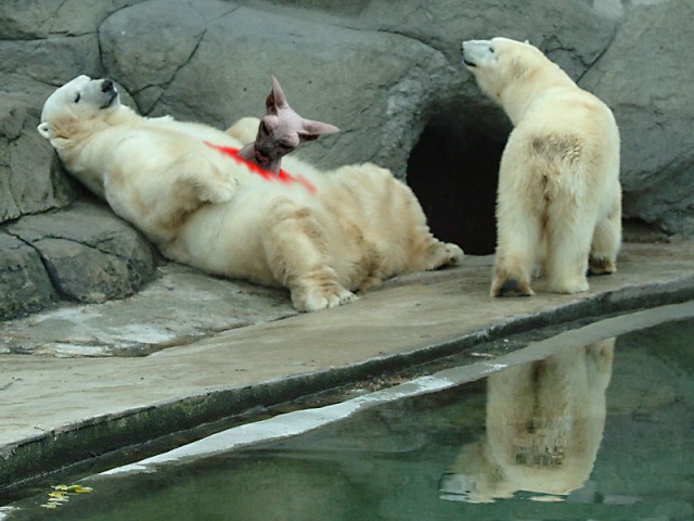 Фотожаба: Подарок 2009