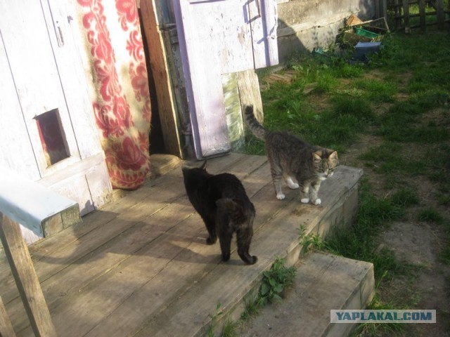 Жизнь домашнего приюта для котеек 299