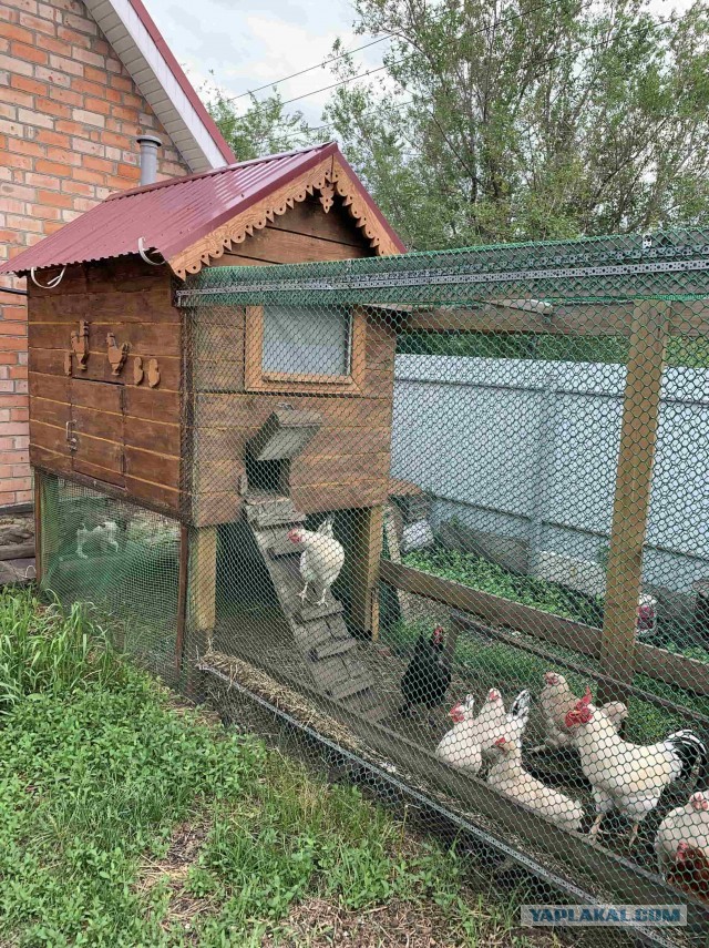 Мы с сынишкой запилили курятник «ЛЮКС» класса