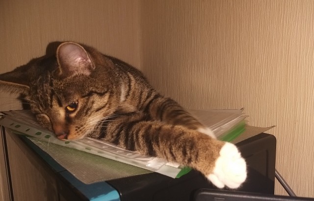 Котики бывают разные - черные, белые, и все классные