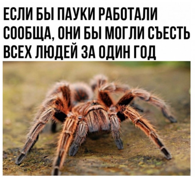 Весёлый полтишок 8.03