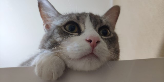 Кошки , кошечки, котяры 14.03.21
