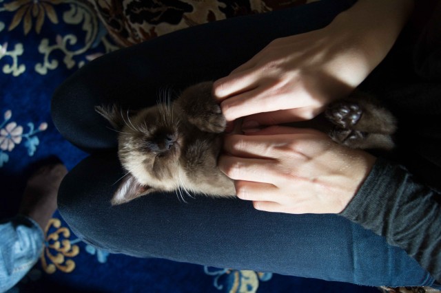 Кот в замешательстве