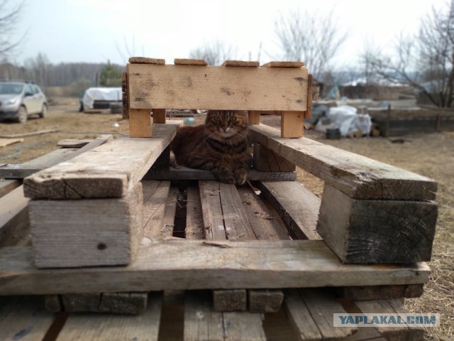 Даешь котовторник!