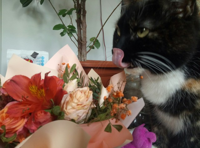 Вторник-кото