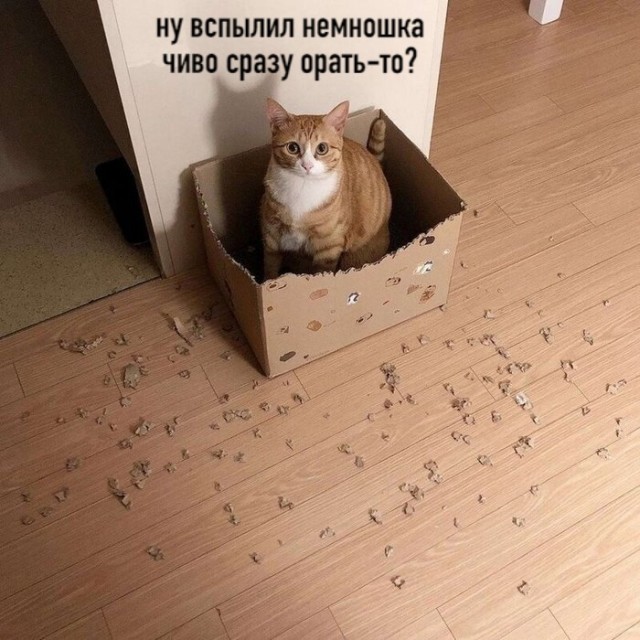 Картинки о животных, прямо и косвенно
