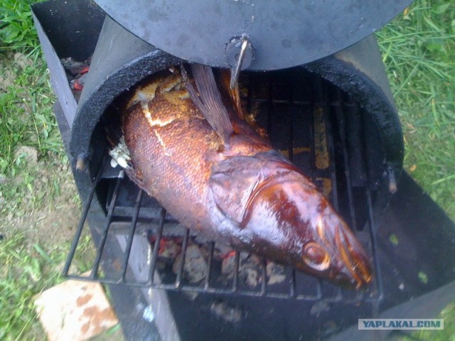 Все из рыбы!