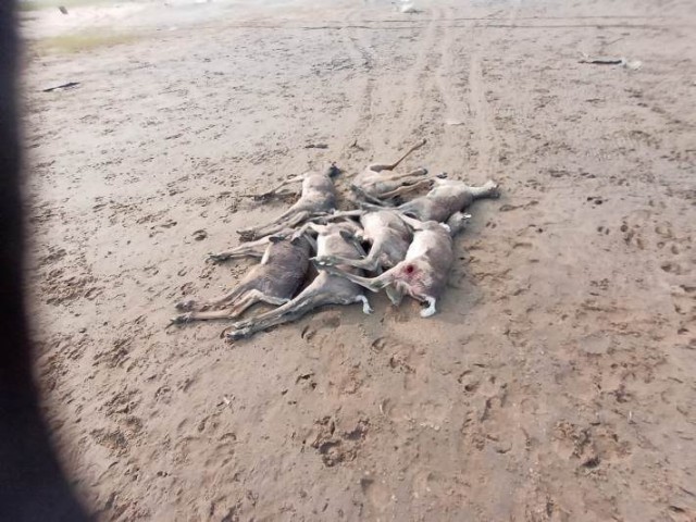 В Хатанге инспектор охотнадзора нашел десятки застреленных оленей. Теперь его вынуждают уволиться