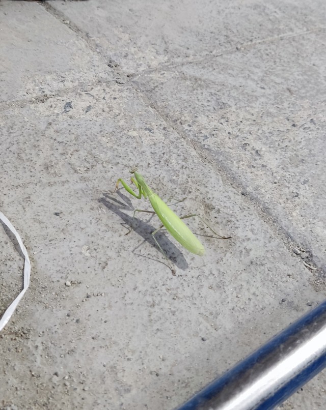 Нижегородский богомол