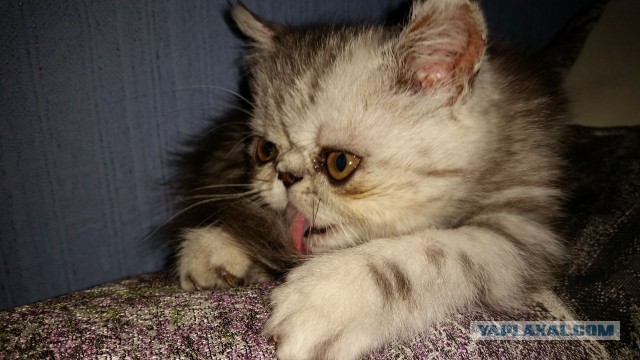 Котовторник (свои добавляем)