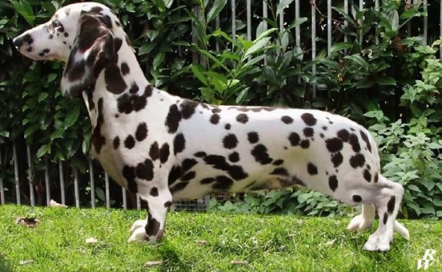 Подборка диких помесей собак