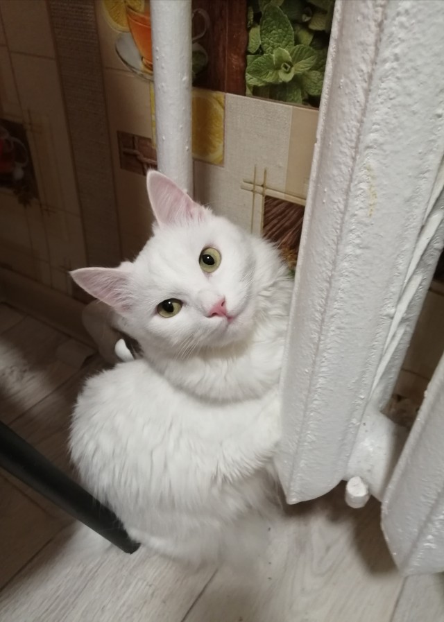 Котовторник. Февраль